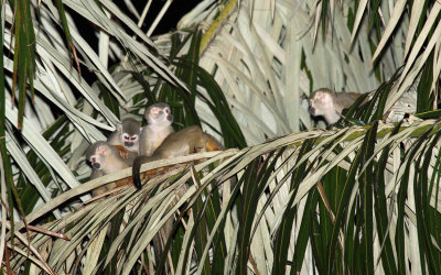 Common Squirrel Monkey - Saimiri sciureus