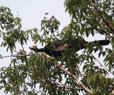 Blue-throated Piping Guan - Pipile cumanensis