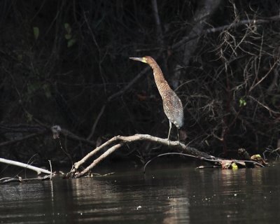 Rufescent Tiger Heron - Tigrisoma lineatum