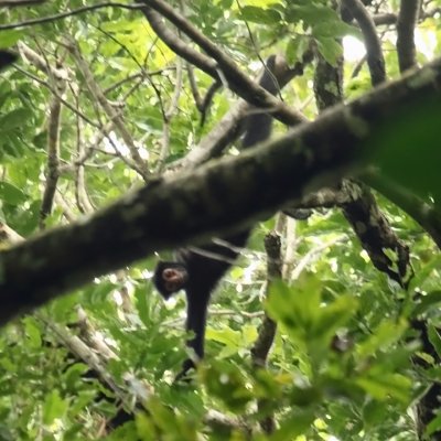 Black Spider Monkey - Ateles paniscus