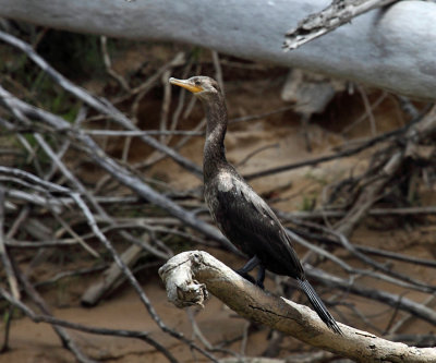 Neotropic Cormorant - Phalacrocorax brasilianus