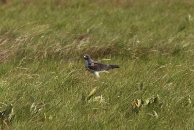 White-tailed Hawk - Buteo albicaudatus