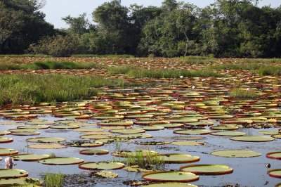 Victoria Regia Lily  - Victoria amazonica