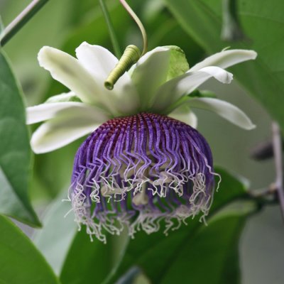 Passionflower - Passiflora nitida