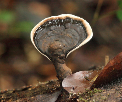 Ganoderma sp.