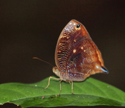 Uncertain Owlet - Bia actorion