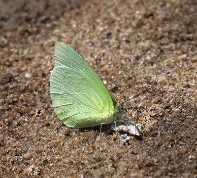 Lemon Migrant - Catopsilia pomona