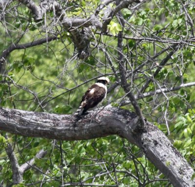 Laughing Falcon - Herpetotheres cachinnans