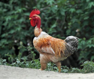 Transylvanian Naked Neck Chicken