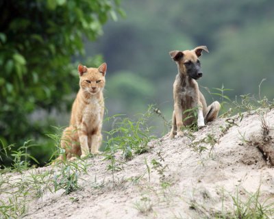 local cat and dog