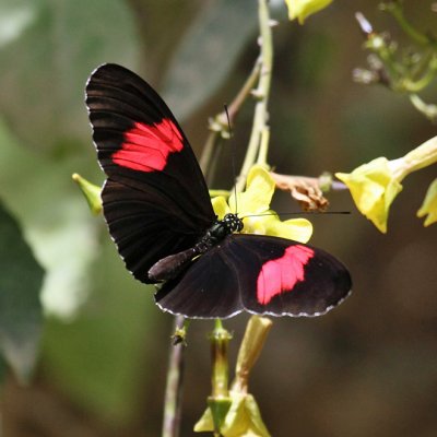 Melpomene Longwing - Heliconius melpomene