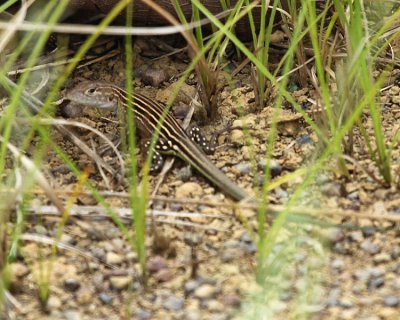 Cnemidophorus lemniscatus (juvenile)