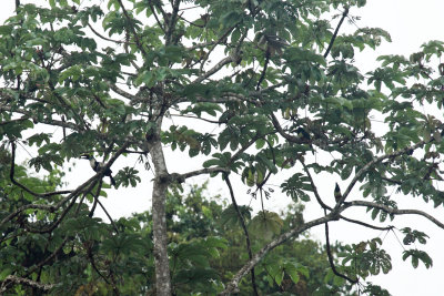 White-throated Toucan - Ramphastos tucanus & Black-necked Aracari - Pteroglossus aracari