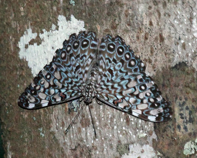 Variable Cracker - Hamadryas feronia