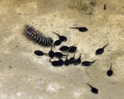 Aquatic caterpillar