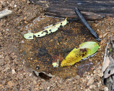 Rusty Tree Frog - Boana boans (eggs)