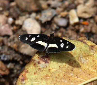 Common Crescent - Eresia clio