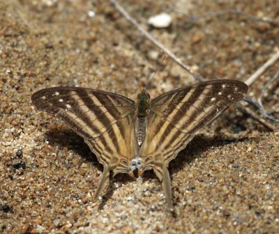 Many-banded Daggerwing - Marpesia chiron