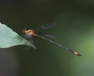 Heteragrion ictericum