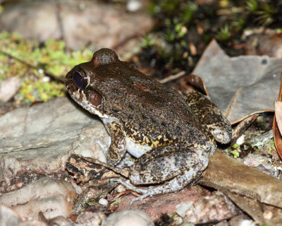 Guyana Frogs (unidentified)