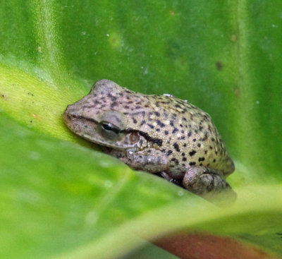 Boeseman's Snouted Tree Frog -  Scinax boesemani