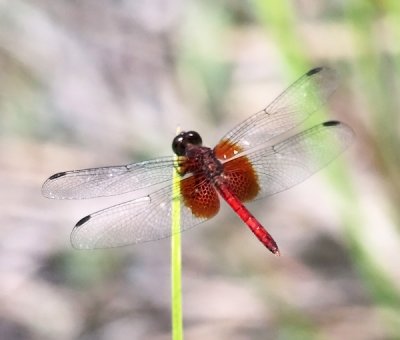 Guyana Dragonflies & Damselflies