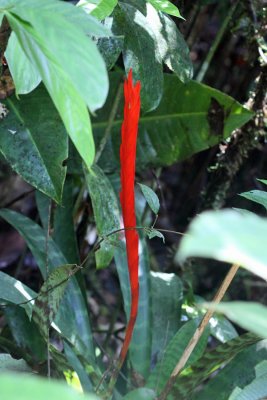 Flaming Sword - Lutheria splendens