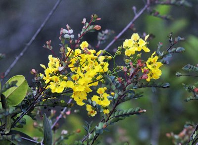 Nance Family - Malpighiaceae