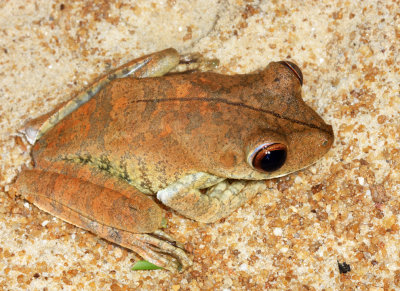 Gnther's Banded Tree Frog - Boana fasciata