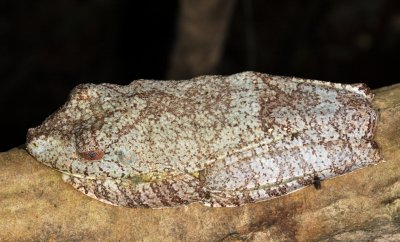 Rusty Tree Frog - Boana boans (with a mosquito biting)