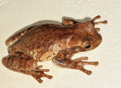 Veined Tree Frog - Trachycephalus typhonius