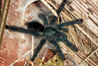 Pink-toed Tarantula - Avicularia avicularia