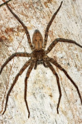 Giant Crab Spider - Heteropoda venatoria