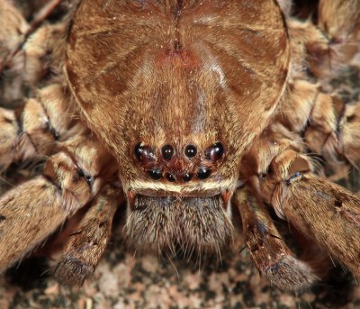 Huntsman Spider - Sparassidae - Heteropoda sp.