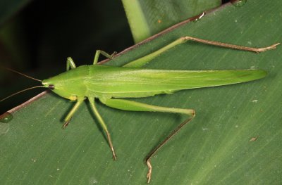Guyana Katydids - Tettigoniidae