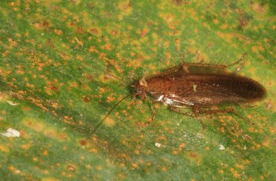 Ectobiidae  - Neoblattellini - Amazonina sp.?
