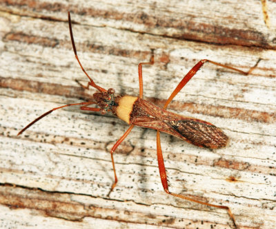 Guyana Broad-headed Bugs - Alydidae