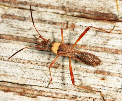 Guyana Broad-headed Bugs - Alydidae