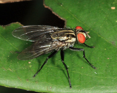 Flesh Fly - Sarcophagidae