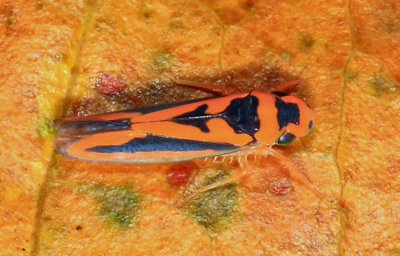 Guyana Leafhoppers - Cicadellidae