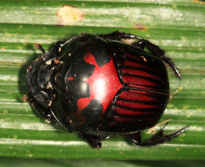 Guyana Beetles