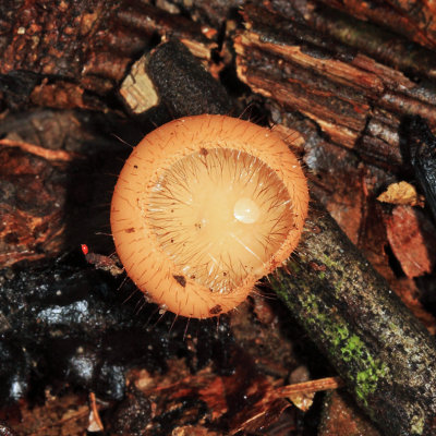 Cookeina tricholoma