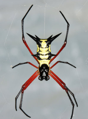Guyana Orb Weaver Spiders