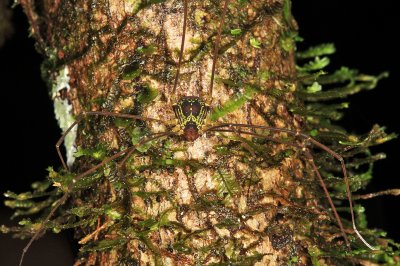 Cosmetidae - Paecilaema waratukum