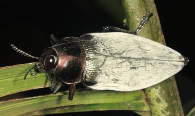 large Buprestidae - Euchroma gigantea