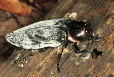large Buprestidae - Euchroma gigantea