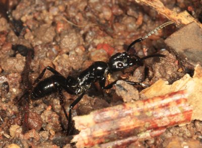 Neoponera (Pachycondyla) commutata