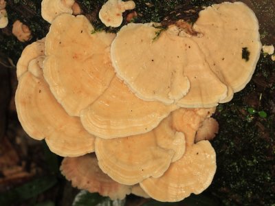 Trametes sp.