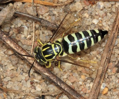 Guyana Wasps & Bees