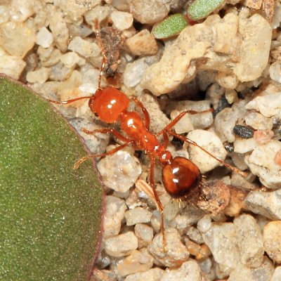 Solenopsis saevissima